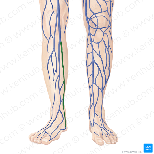 Posterior tibial vein (#10657)