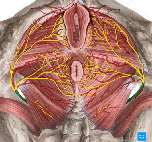 Pudendal nerve (#6706)