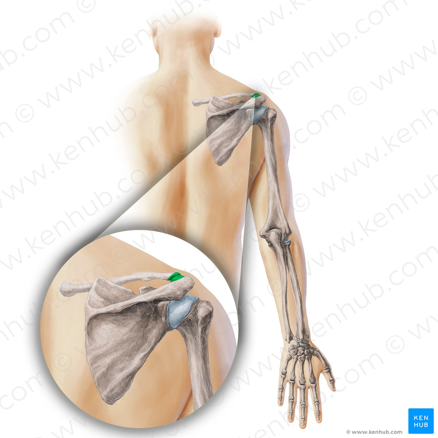 Acromioclavicular joint (#19856)