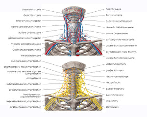 Neurovasculature and lymph nodes of the neck (German)