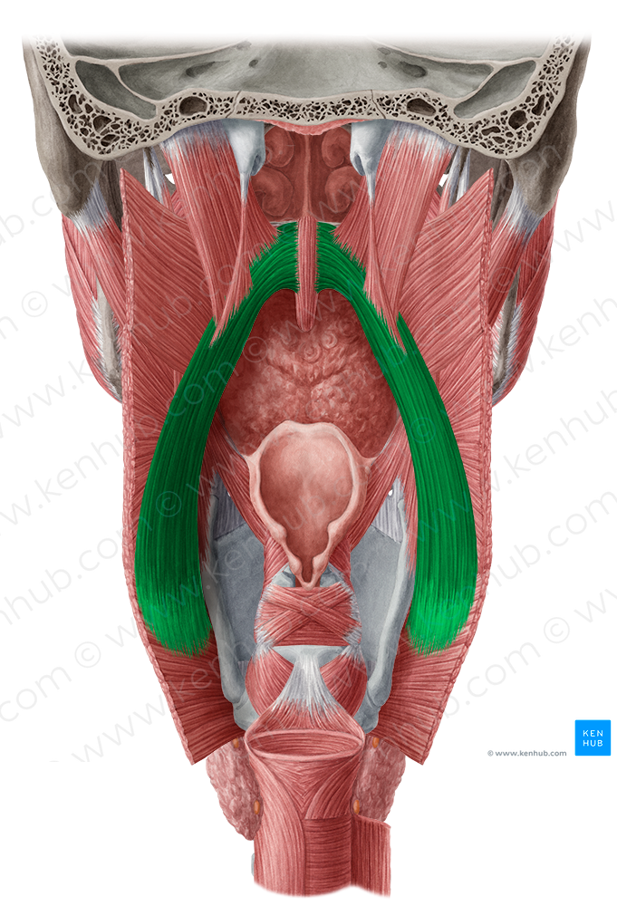 Palatopharyngeus muscle (#5702)