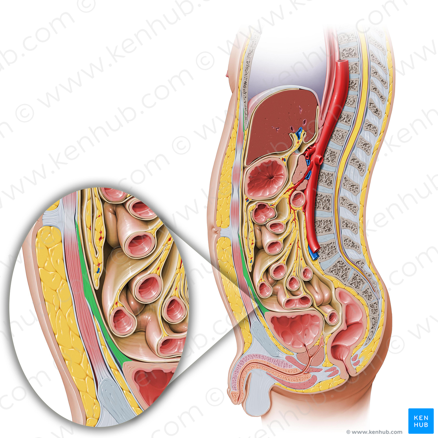 Median umbilical ligament (#569)