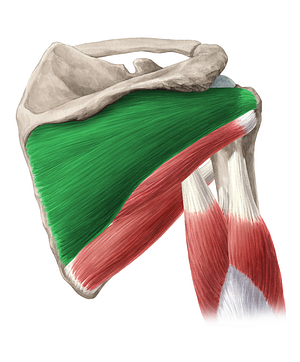 Infraspinatus muscle (#5487)