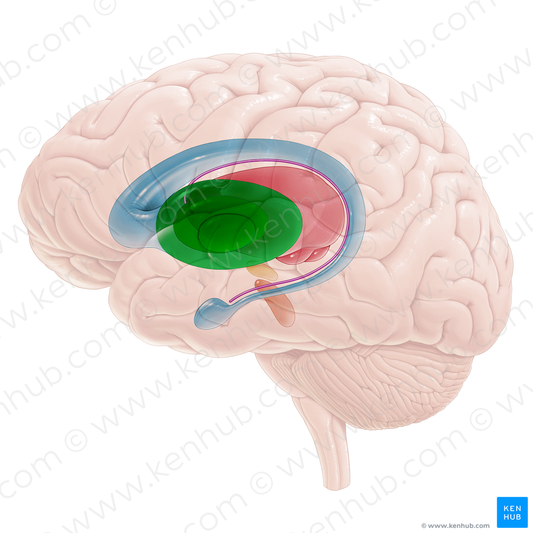 Lentiform nucleus (#16706)