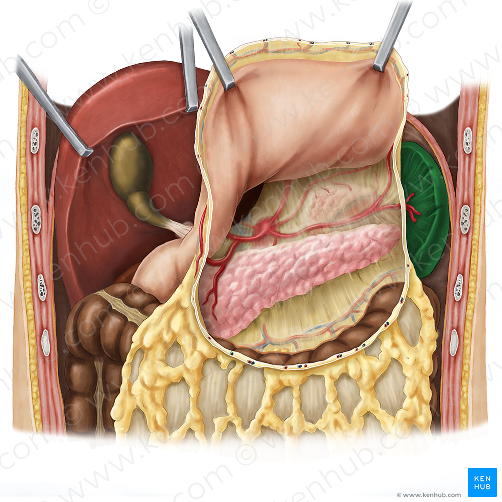 Spleen (#9130)