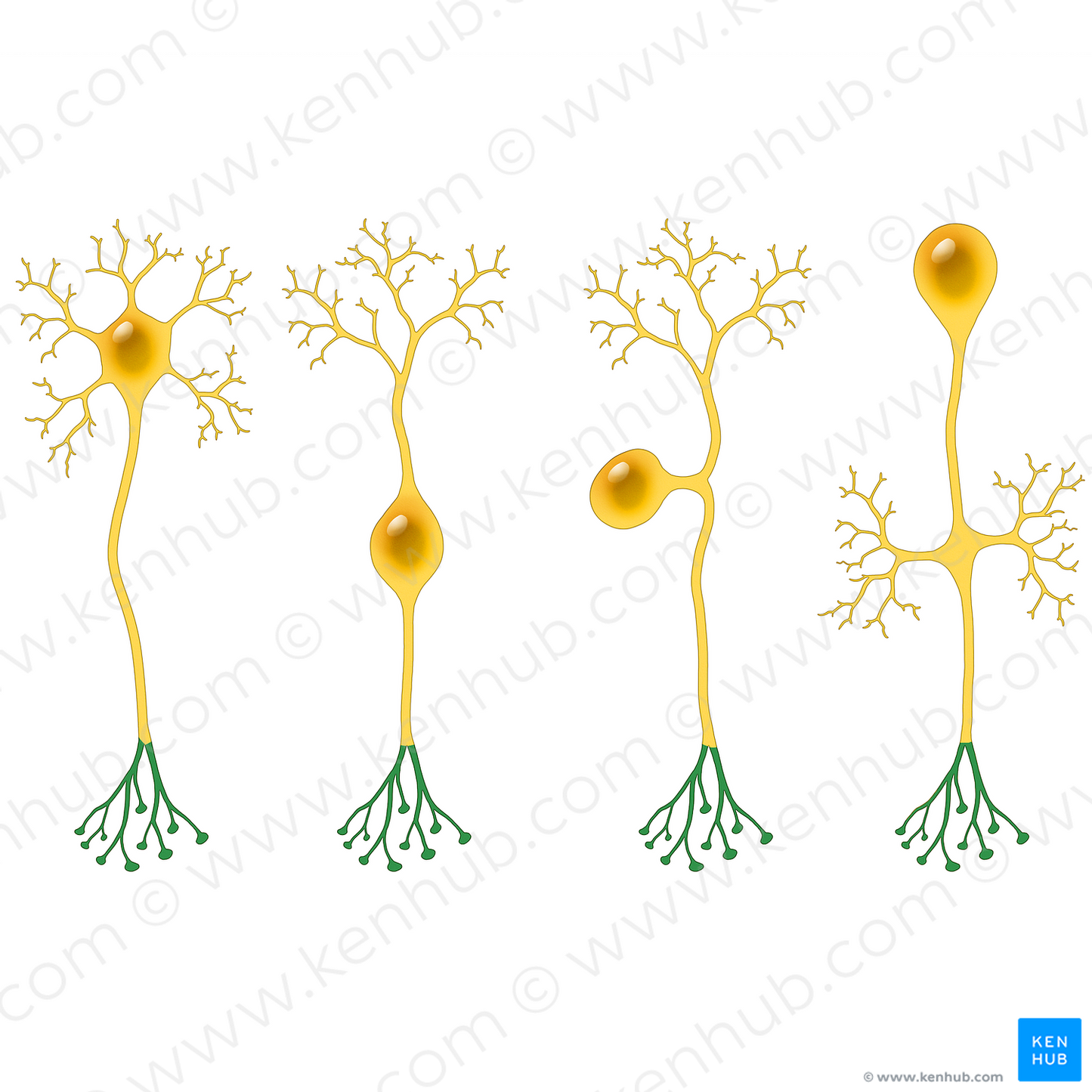 Terminal arborization of axon (#20505)