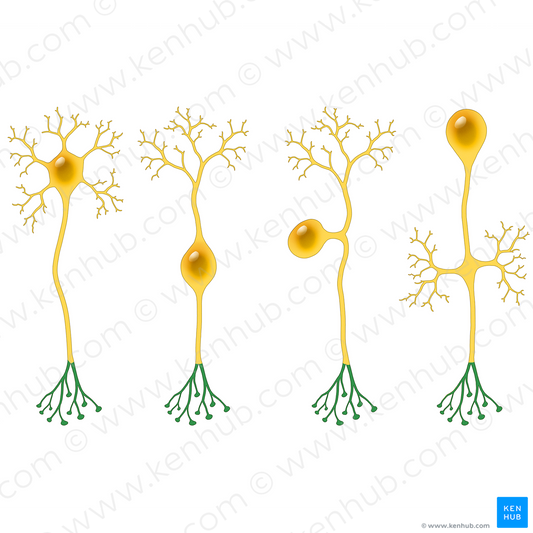 Terminal arborization of axon (#20505)