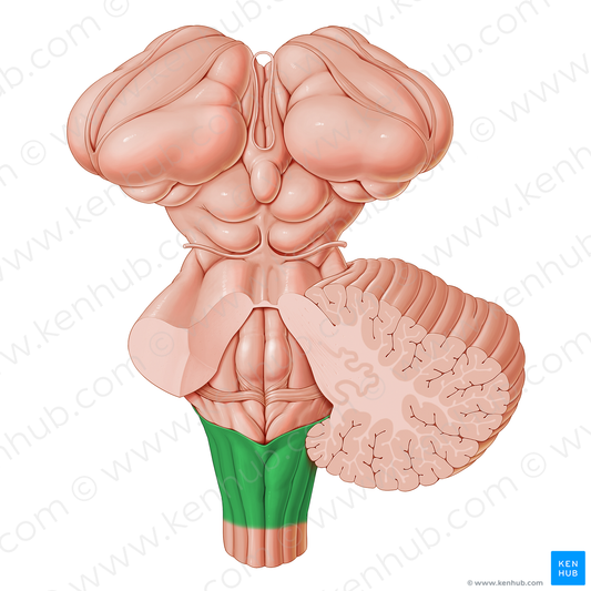 Inferior part of medulla oblongata (#21206)