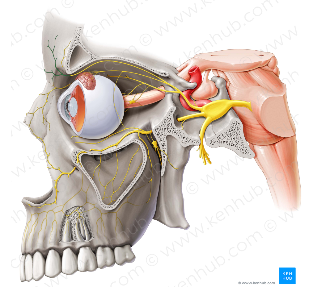 Supratrochlear nerve (#6799)