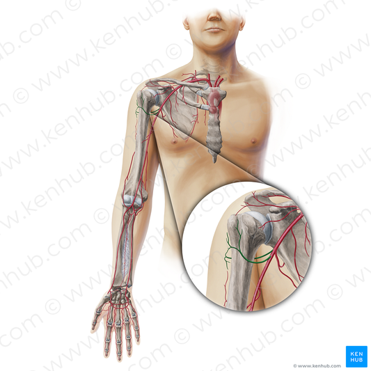 Circumflex humeral arteries (#19339)