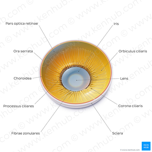 Lens and corpus ciliare: Posterior view (Latin)