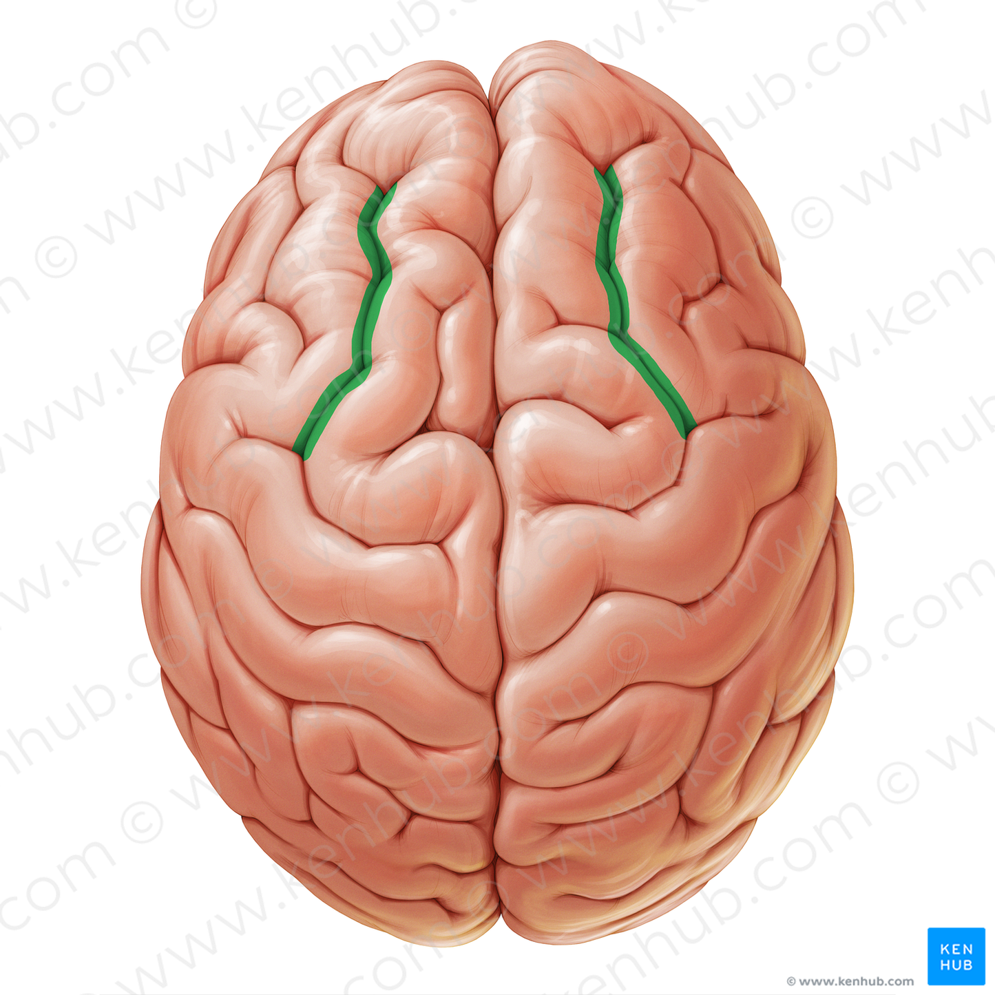 Superior frontal sulcus (#19066)