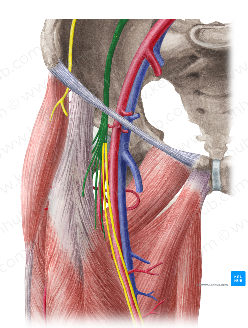 Femoral nerve (#6422)