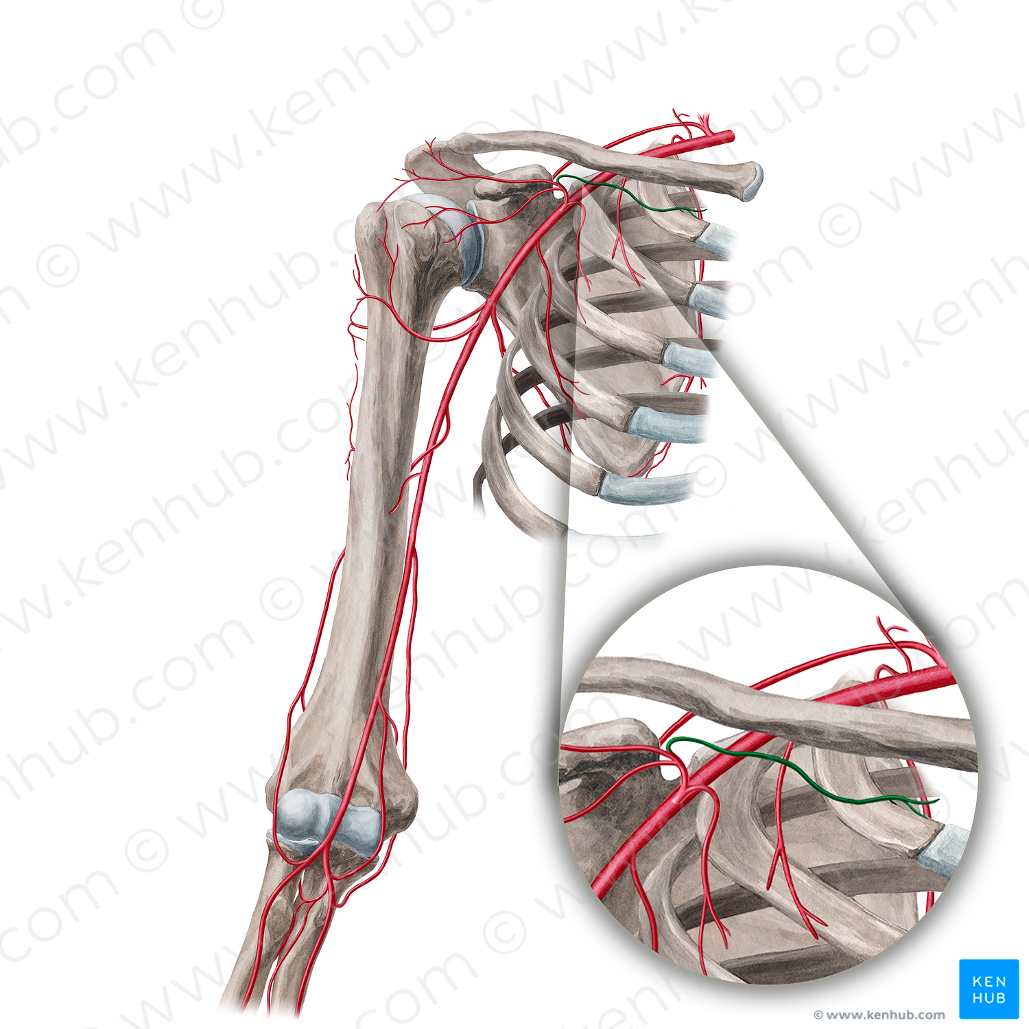 Clavicular branch of thoracoacromial artery (#18924)