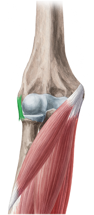 Radial collateral ligament of elbow joint (#4495)
