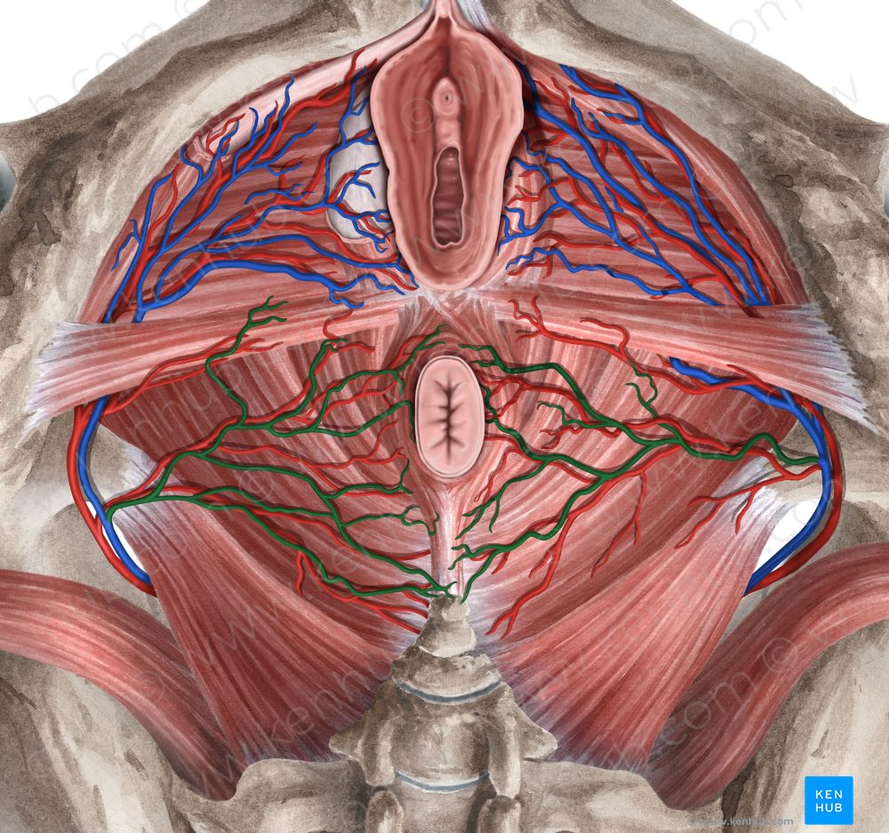 Inferior anorectal veins (#10211)