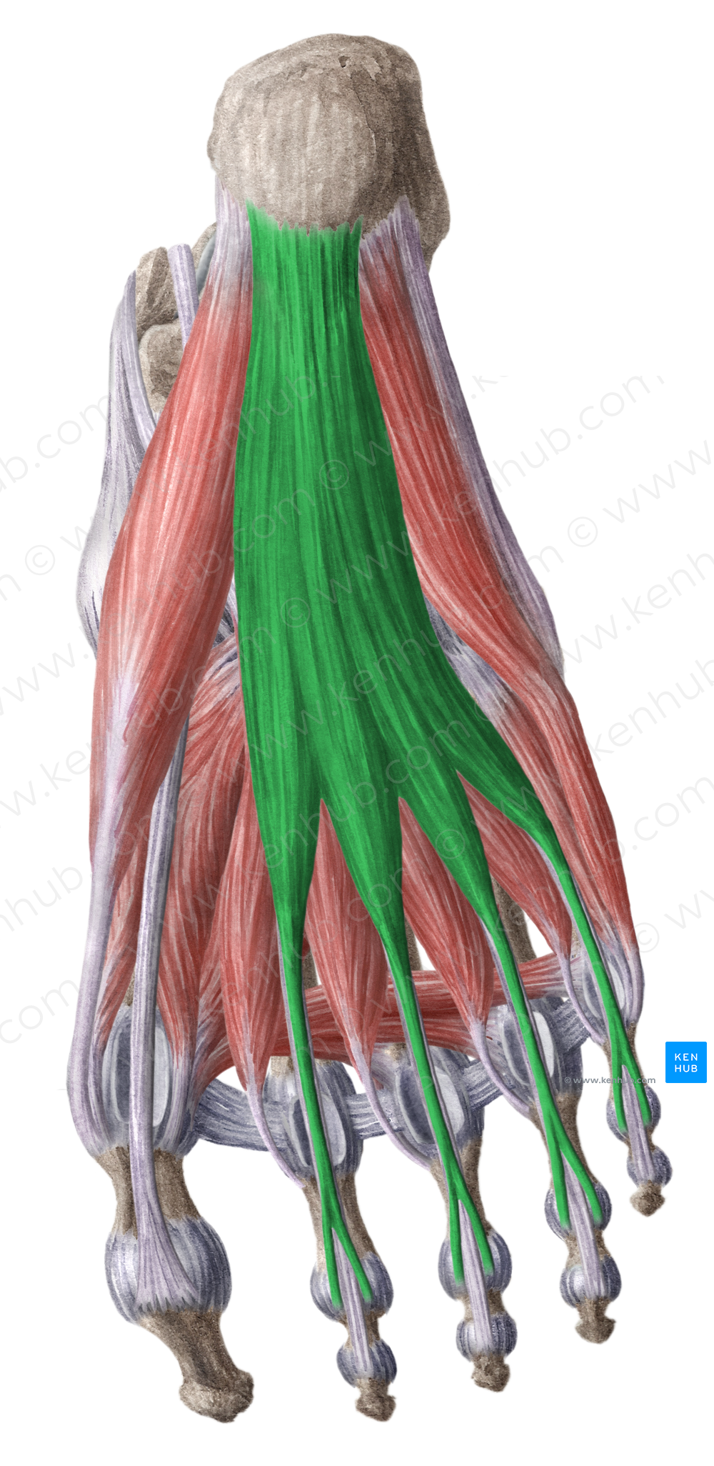 Flexor digitorum brevis muscle (#5363)