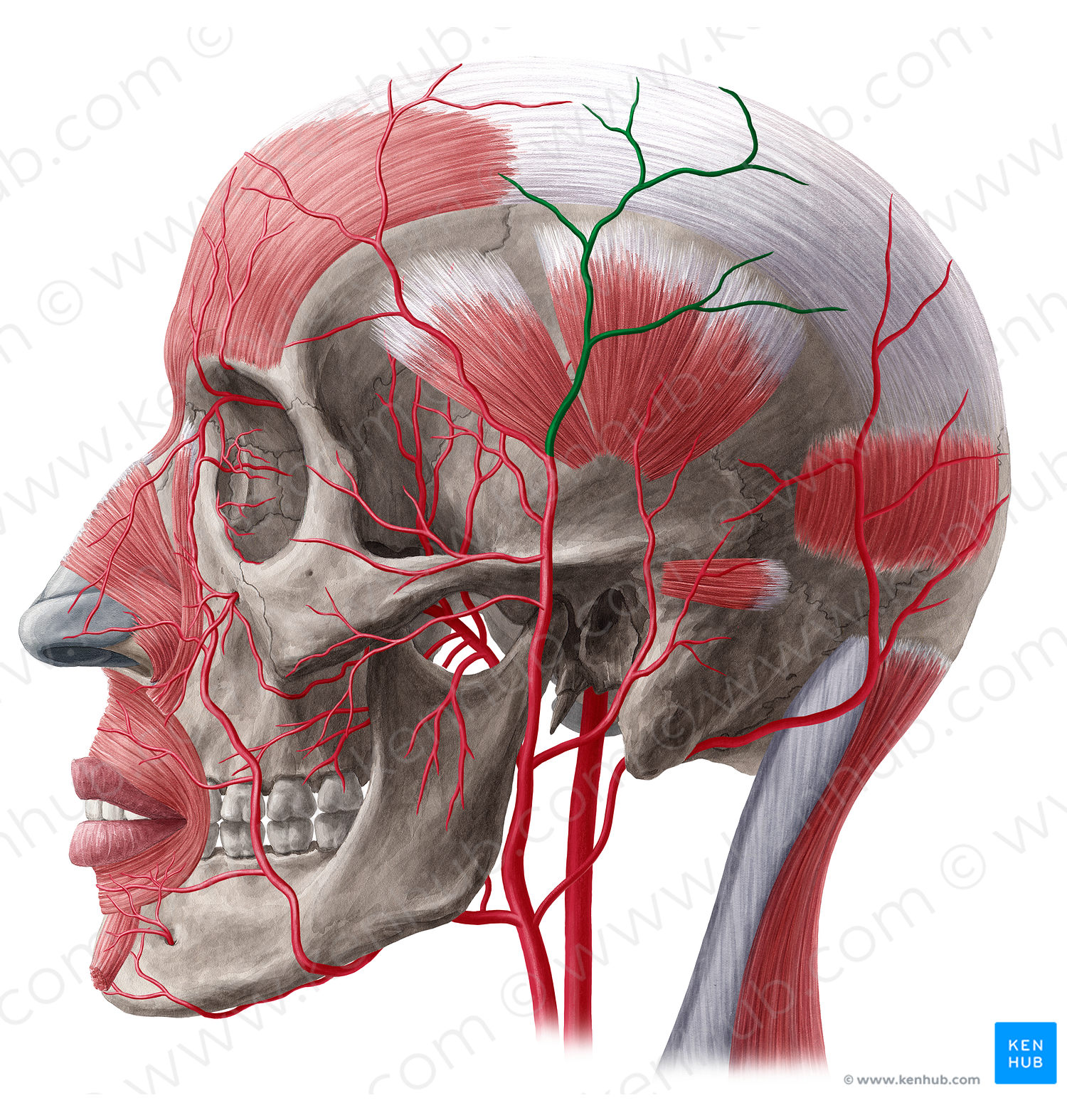 Parietal branch of superficial temporal artery (#20495)