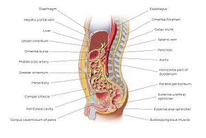 Sagittal section of the abdomen 1 (English)