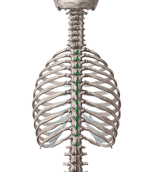 Spinous processes of vertebrae T1-T12 (#8266)