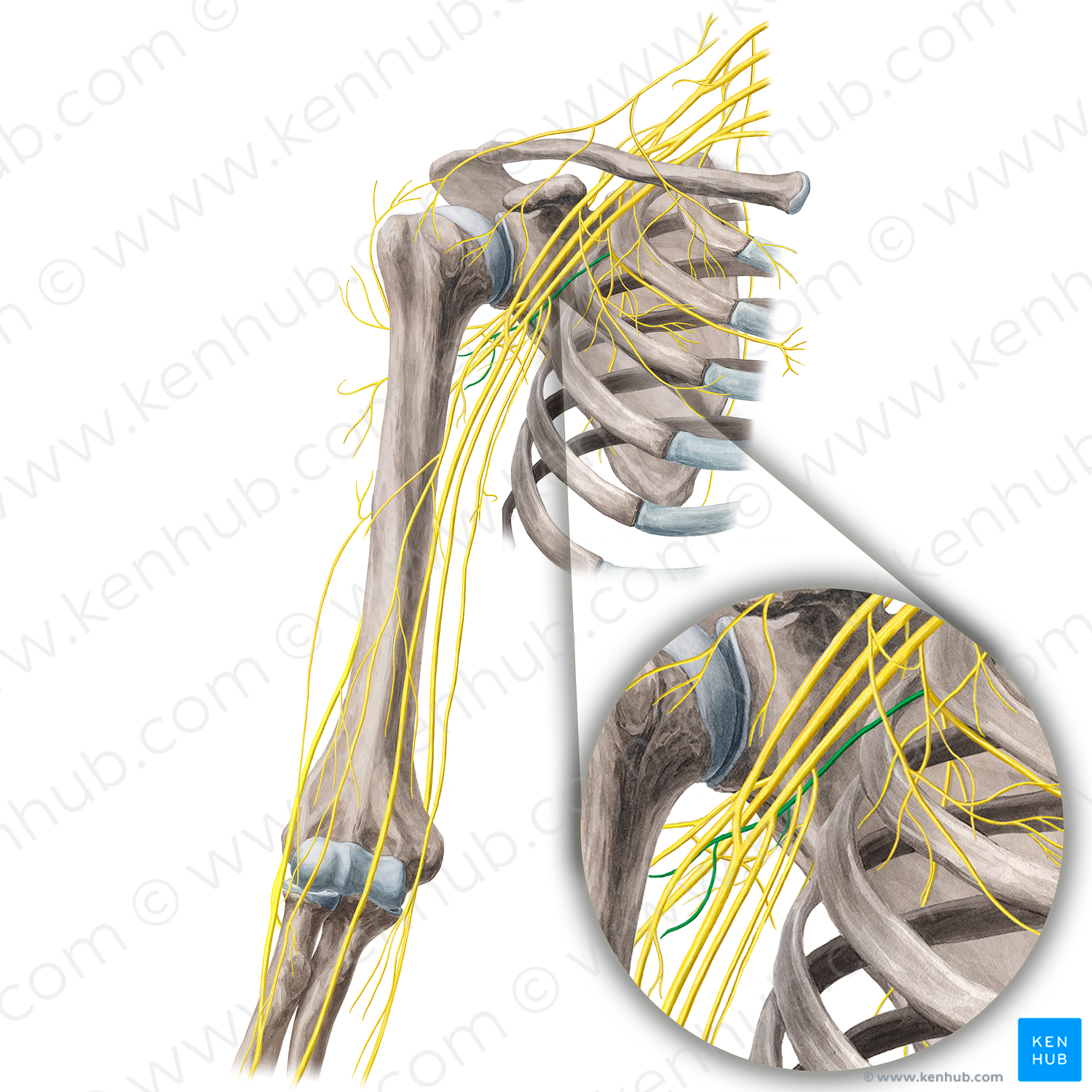 Intercostobrachial nerve (#21675)