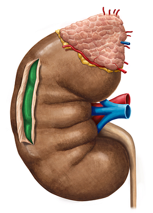 Renal cortex (#3038)