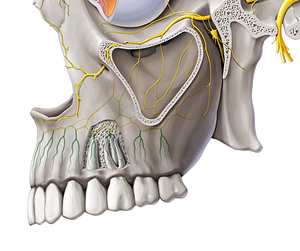 Dental branches of superior alveolar nerves (#8491)