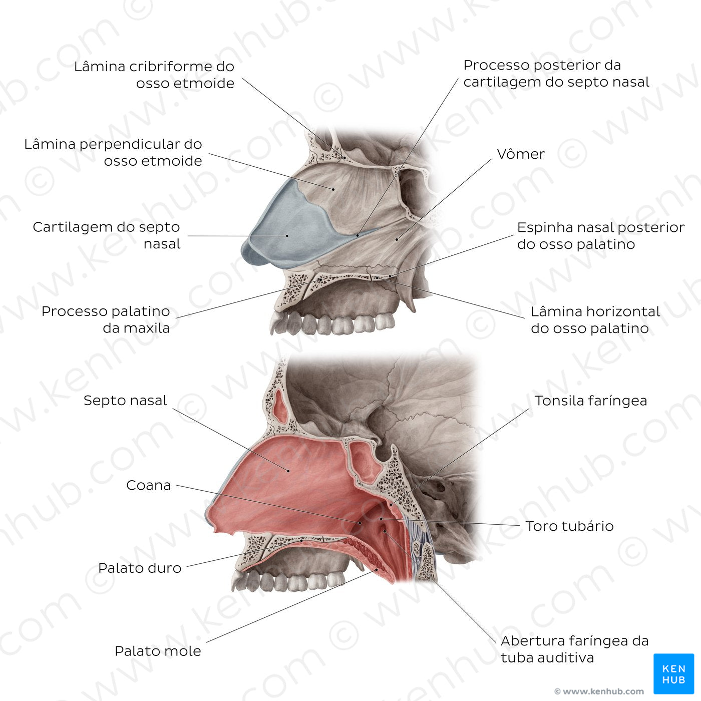 Medial wall of the nasal cavity (Portuguese)