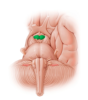 Mammillary body (#12793)