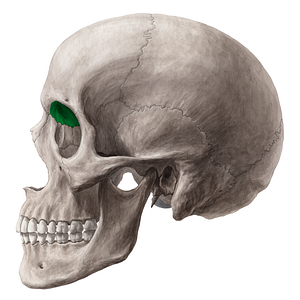 Orbital surface of frontal bone (#3532)
