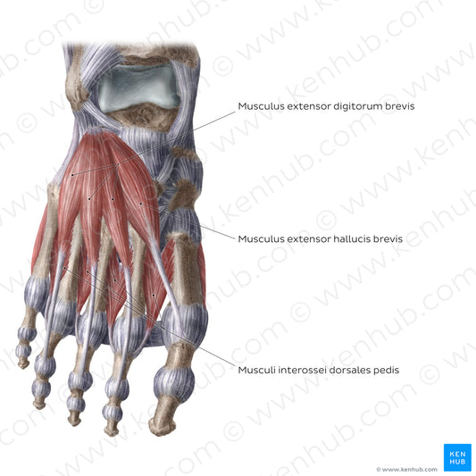 Dorsal muscles of the foot (Latin)