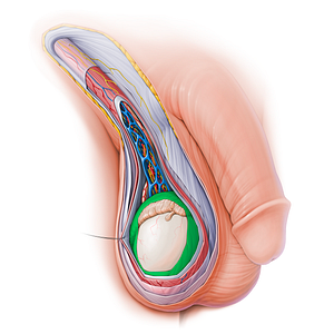 Tunica vaginalis of testis (#18802)