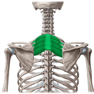 Serratus posterior superior muscle (#5959)