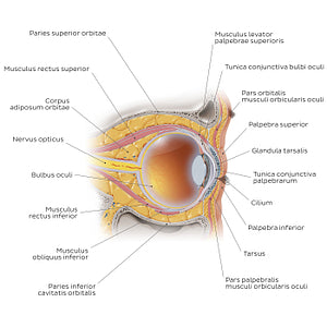 Eye in situ: sagittal section (Latin)