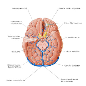 Cerebral veins - basal view (German)