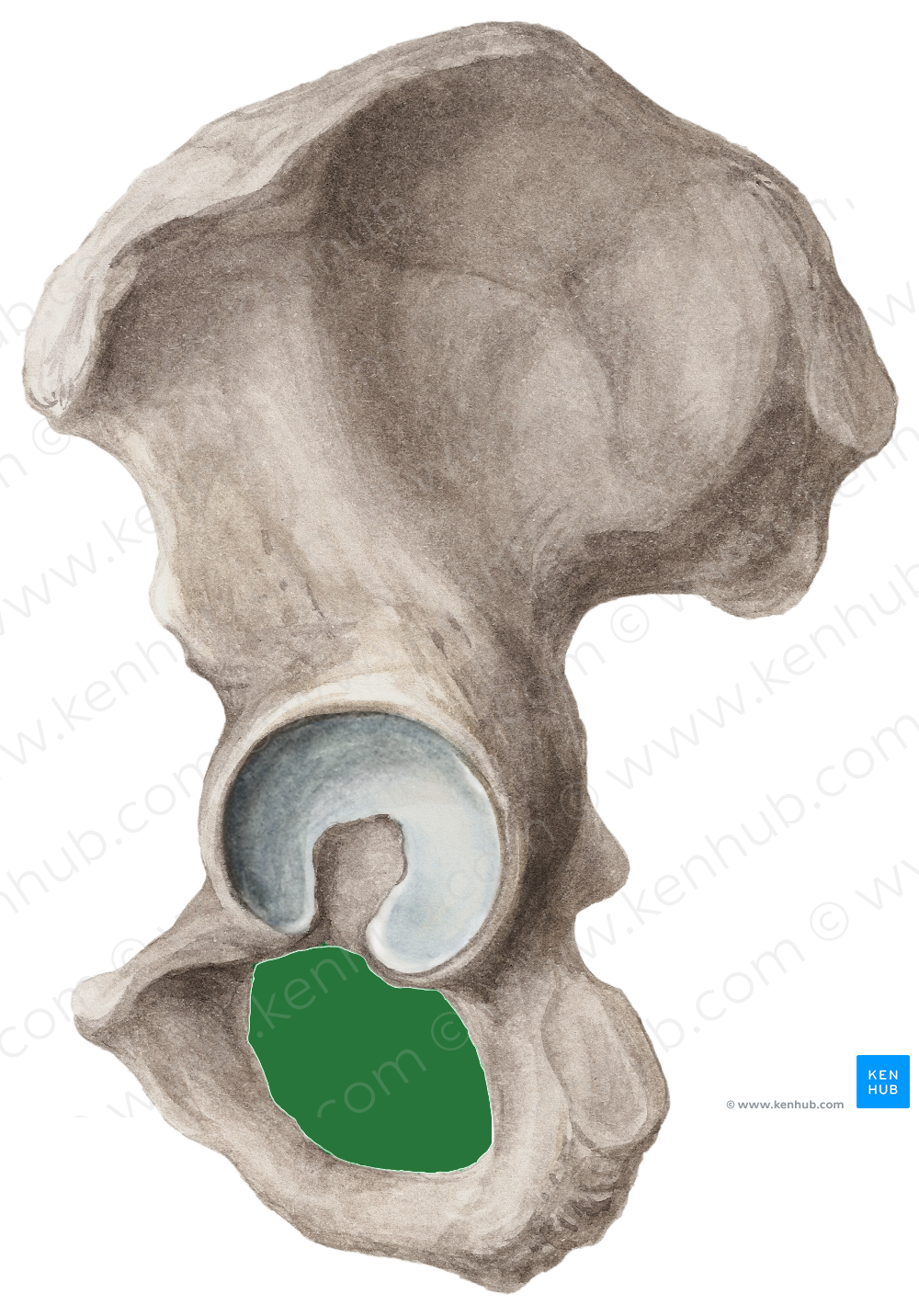 Obturator foramen of hip bone (3779) Kenhub Image License Store