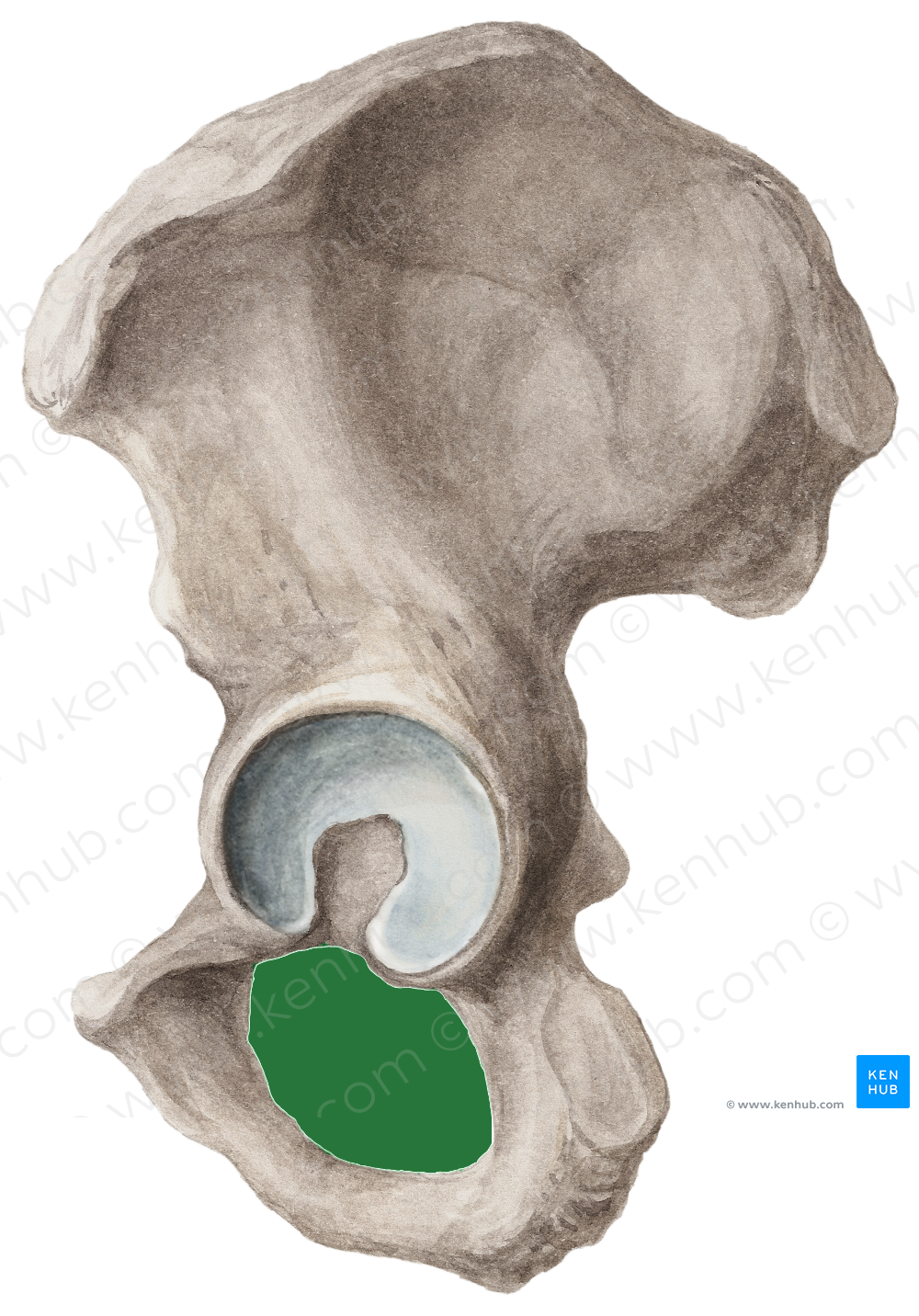 Obturator foramen of hip bone (#3779)