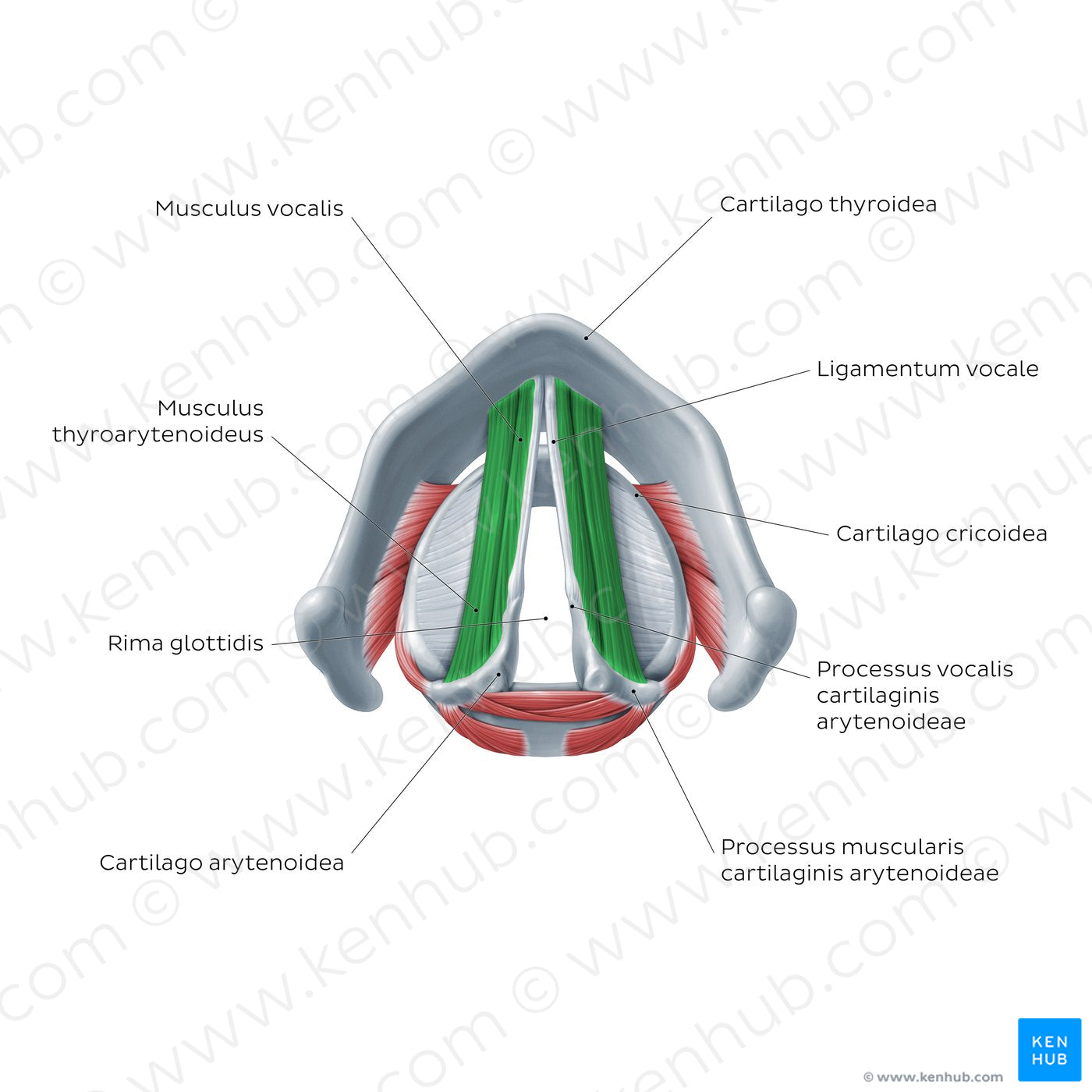 Larynx: action of vocalis and thryoarytenoid muscles (Latin)
