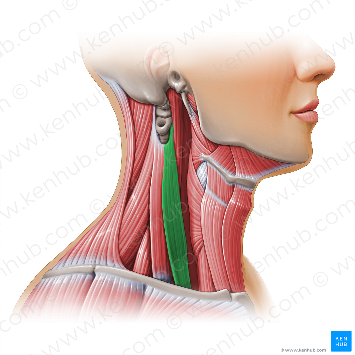 Scalenus anterior muscle (#11131)