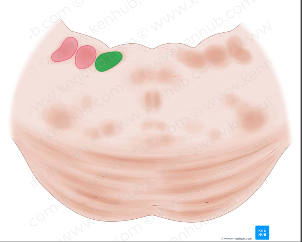 Medial vestibular nucleus (#7274)