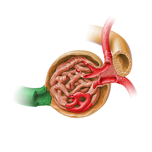 Proximal convoluted tubule (#17931)