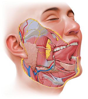 Marginal mandibular branch of facial nerve (#8732)