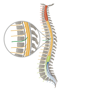 Spinal nerve T6 (#16152)