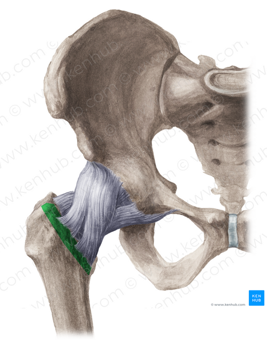 Intertrochanteric line of femur (#4704)