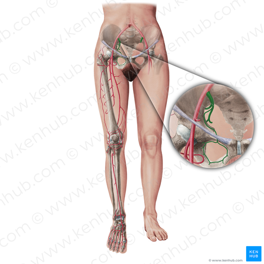 Internal iliac artery (#19400)