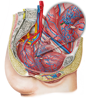 Right uterine vein (#10666)