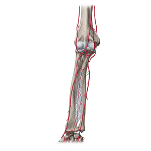 Nutrient artery of ulna (#20424)