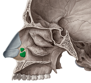 Minor alar cartilages (#2460)