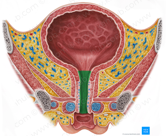 Urethra (#9857)