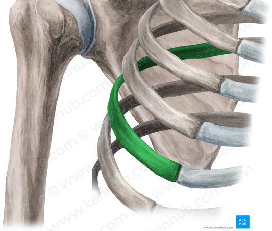 Body of rib (#2915)